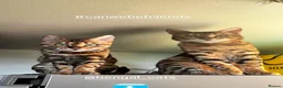 Bengal cats for sale: 🐆 Exceptional F5Bengal Kittens EgyptianBloodline  - Advert 1