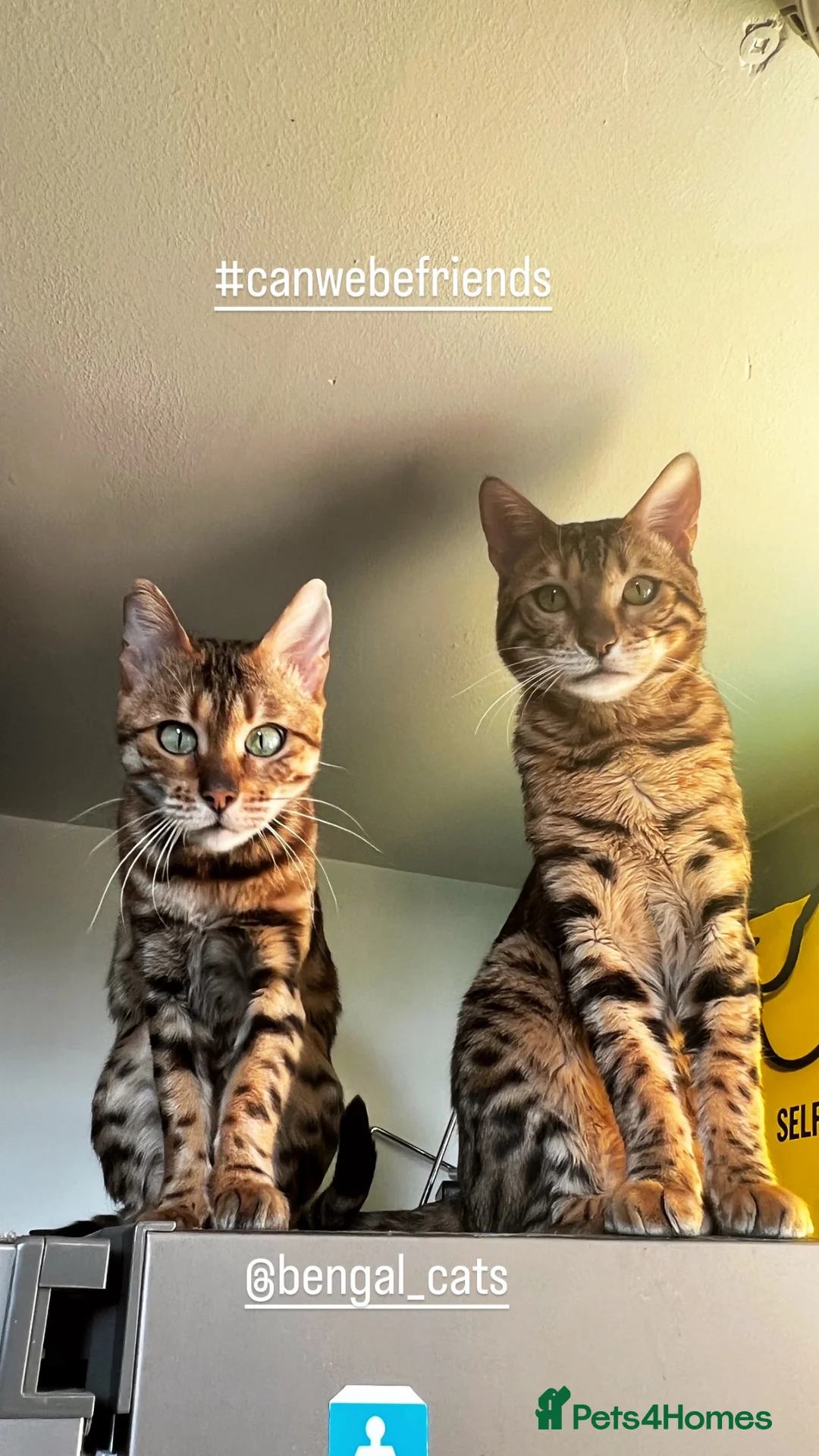 Bengal cats for sale: 🐆 Exceptional F5Bengal Kittens EgyptianBloodline  - Advert 1