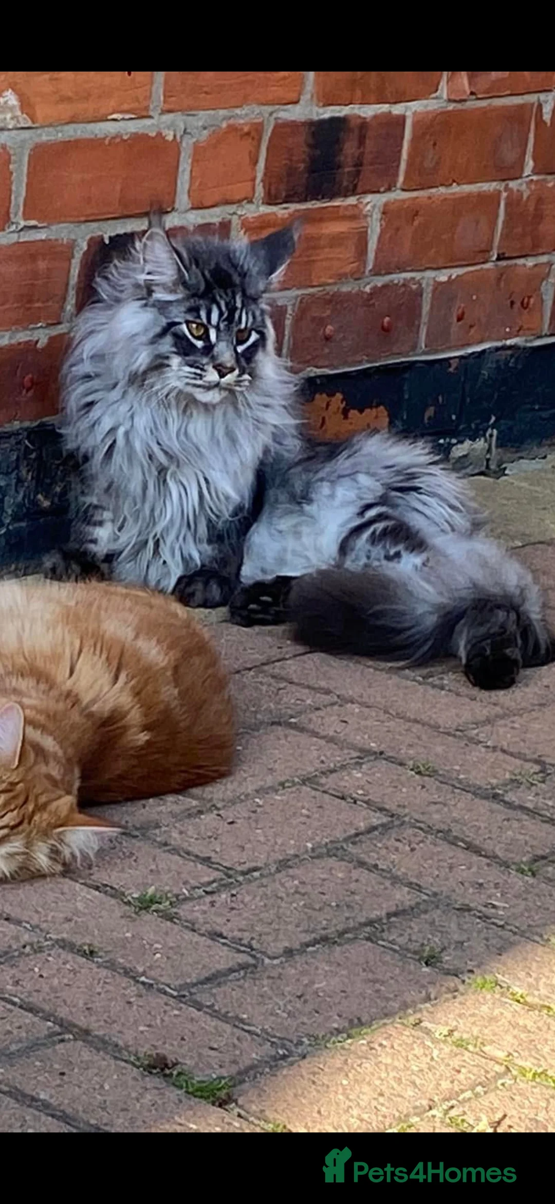 Maine Coon cats for sale: Black Silver Maine Coon - WCF Registered - Advert 2