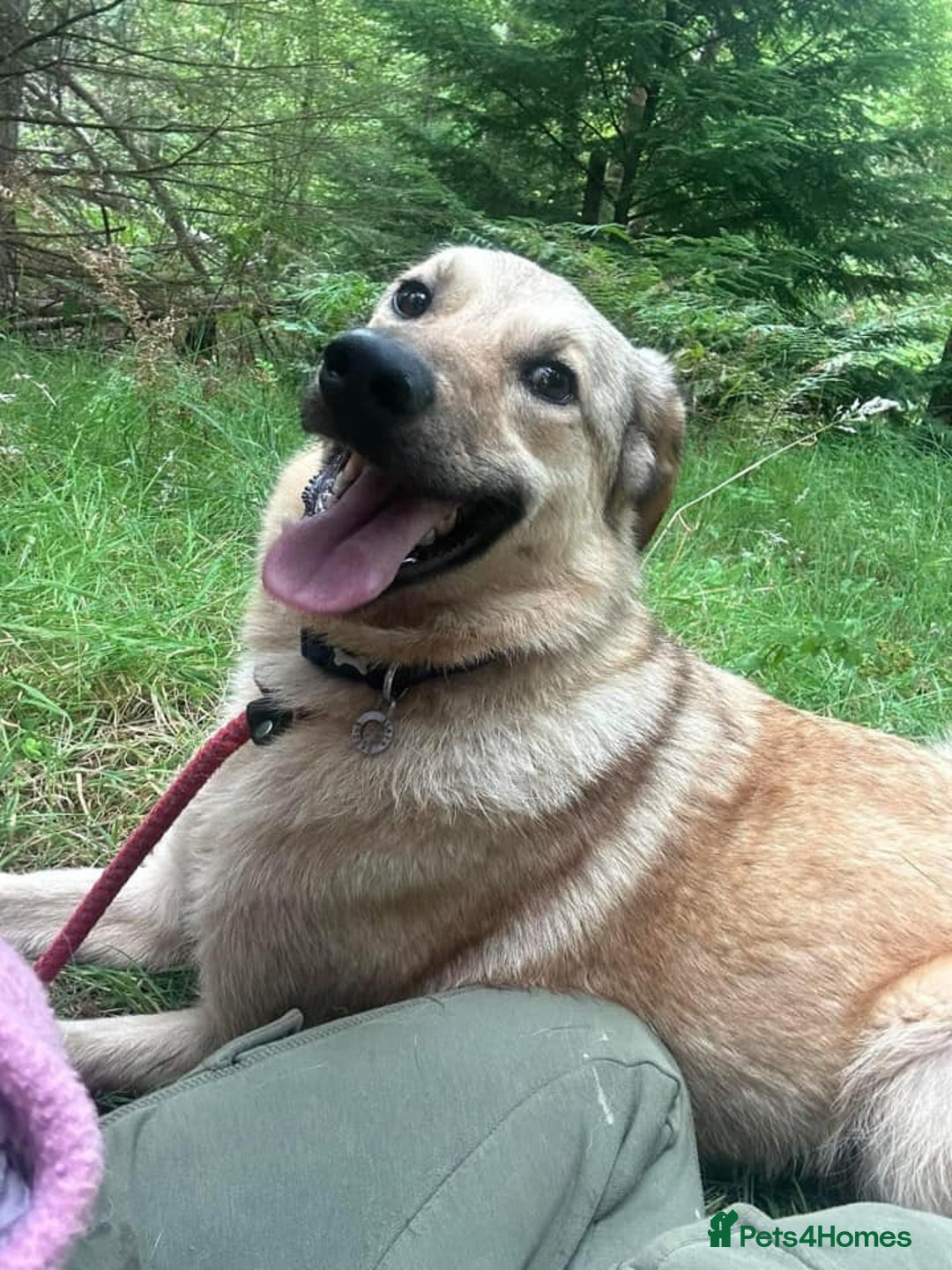 Mixed Breed dogs for adoption: Pettern - Norwich Norfolk  - Image 28