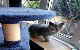 British Shorthair cats for sale:  GCCF CH lines. Beautiful boy(odd eyes) and girl. - Image 9