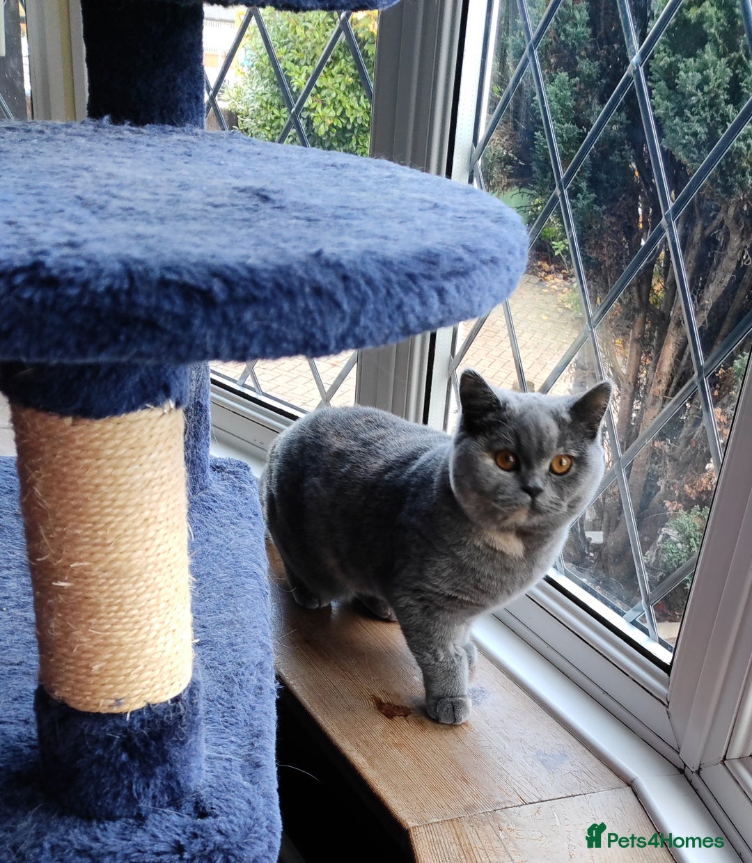 British Shorthair cats for sale:  GCCF CH lines. Beautiful boy(odd eyes) and girl. - Image 9