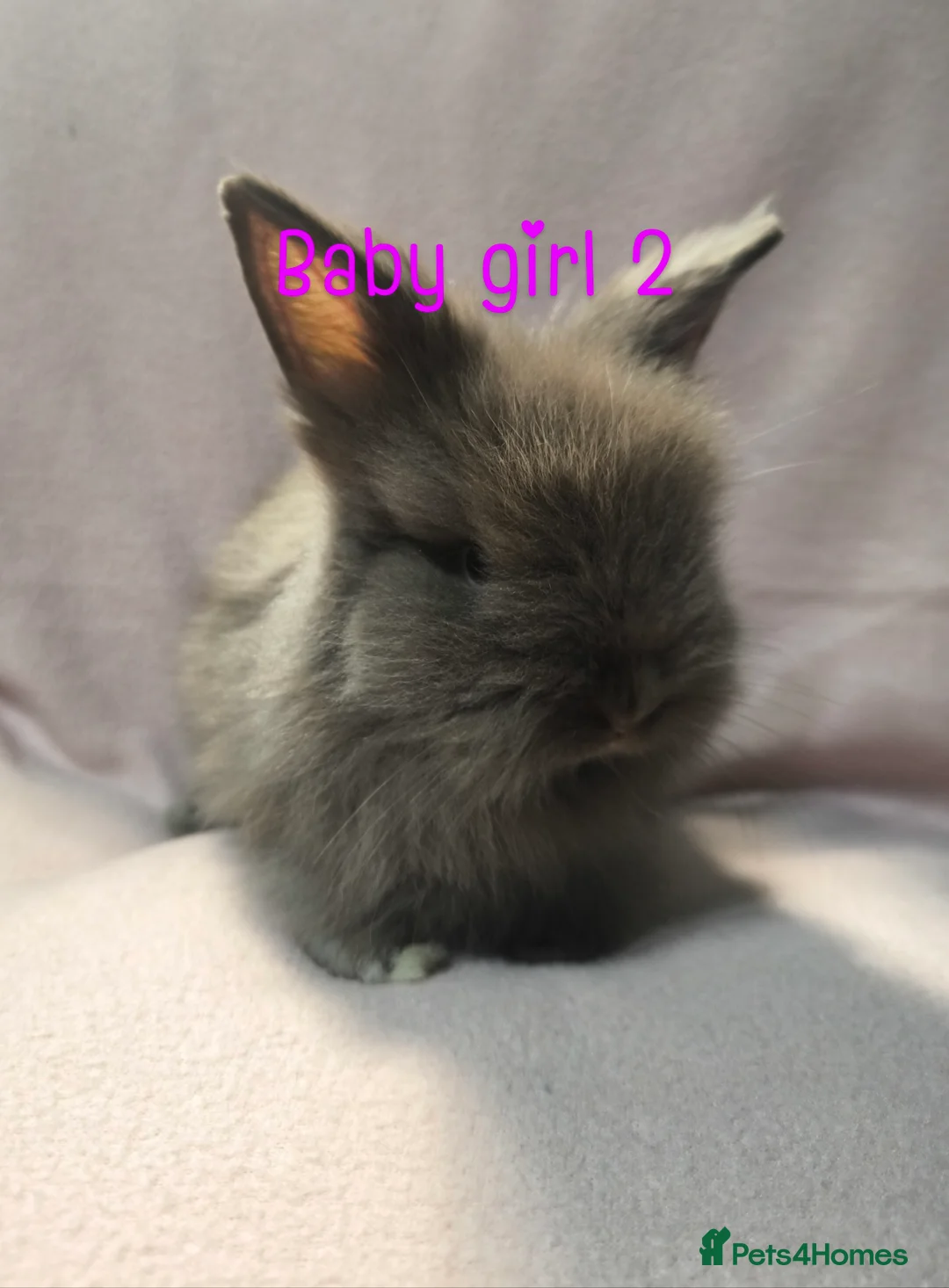Mixed Breed rabbits for sale: Angora cross mini lionhead  - Advert 5
