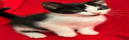 Mixed Breed cats for sale: READY TO COLLECT TODAY! Cutie family kittens  - Advert 4