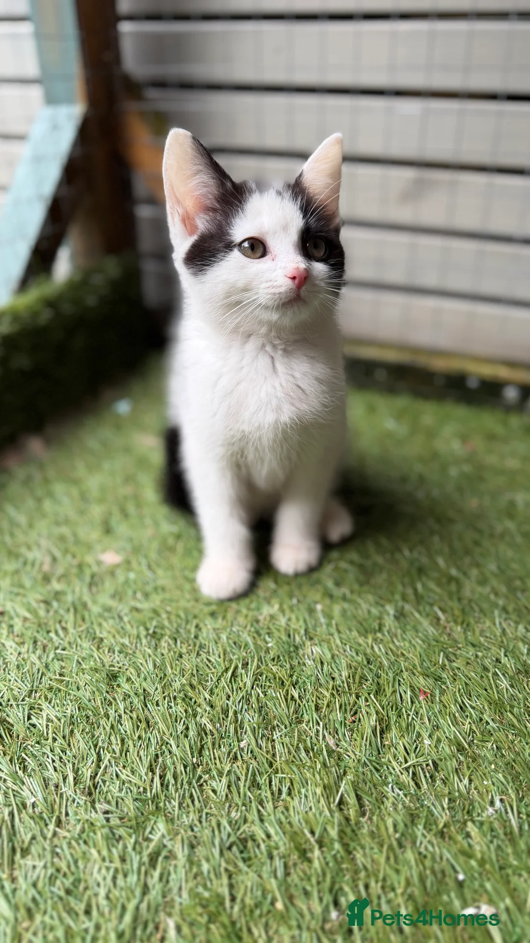 Mixed Breed cats for sale: Bsh cross  - Advert 2