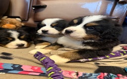 Bernese Mountain Dog dogs for sale: KC Registered BMD Available  - Image 13