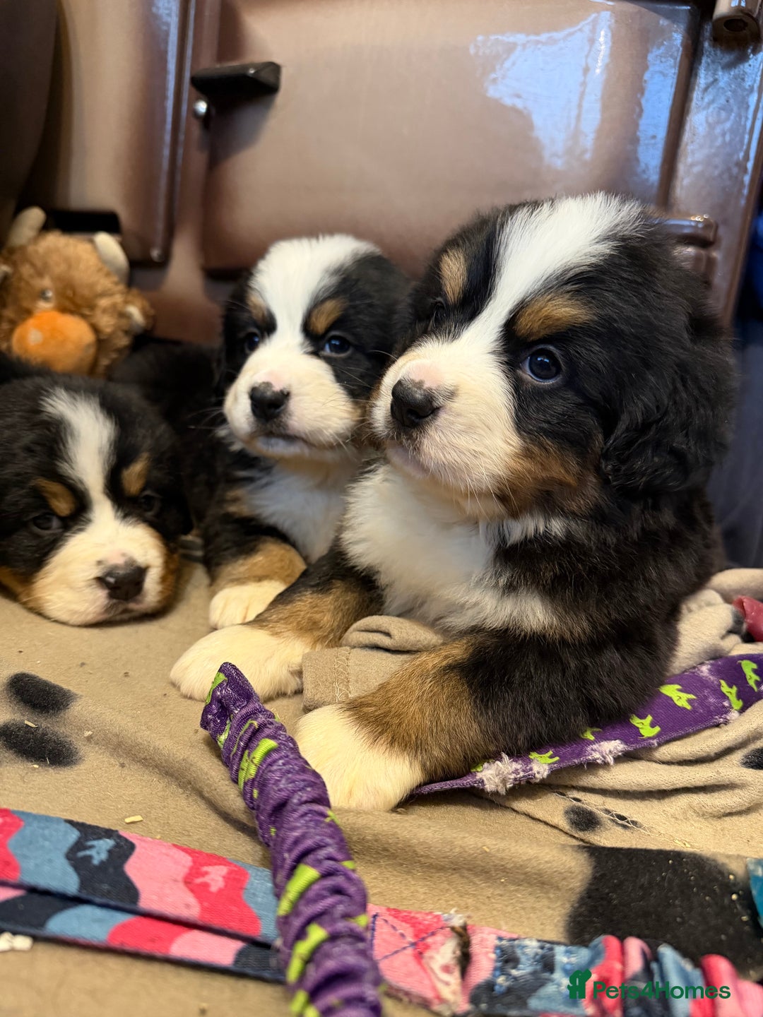 Bernese Mountain Dog dogs for sale: KC Registered BMD Available  - Image 13