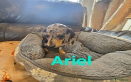 Miniature Dachshund dogs for sale: BEAUTIFUL DAPPLE MINIATURE DACHSHUND PUPPIES - Image 3