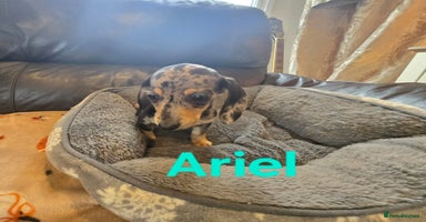 Miniature Dachshund dogs - Advert 7