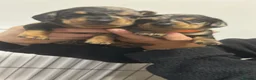 Miniature Dachshund dogs for sale: Miniature dachshunds  in Llangefni - Advert 11