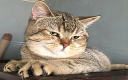 British Shorthair cats for sale: GCCF Active entire male - Image 9