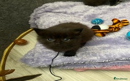 Mixed Breed cats for sale: 3 beautiful kittens  - Image 2