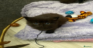Mixed Breed cats - Advert 14