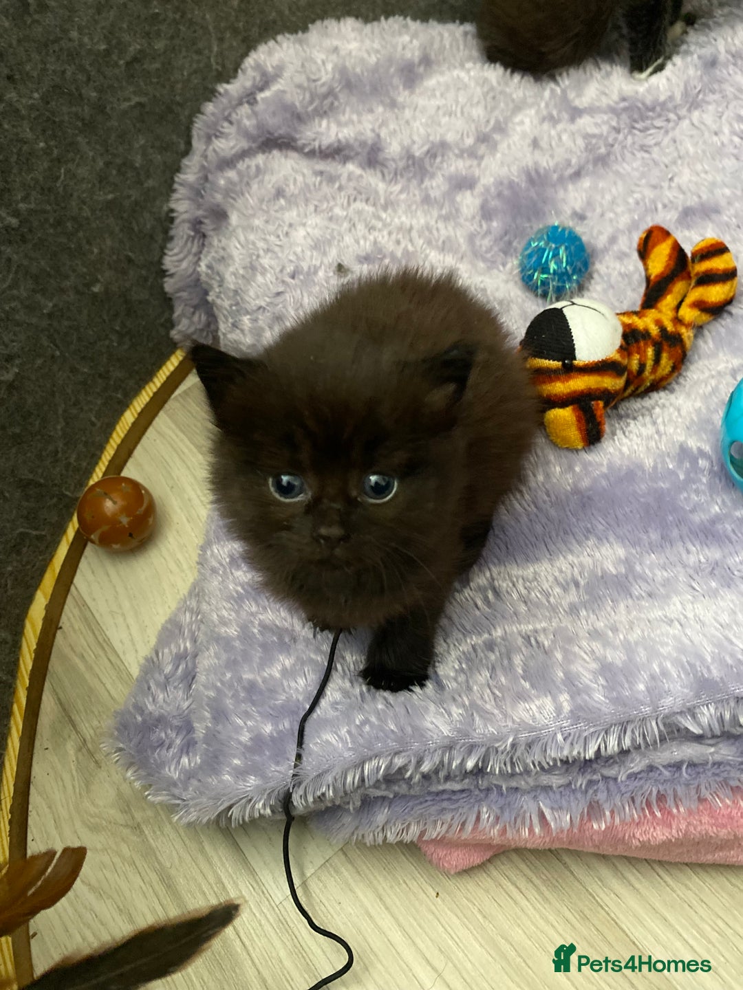 Mixed Breed cats for sale: 3 beautiful kittens  - Image 2