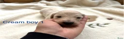 Miniature Dachshund dogs for sale: Beautiful Long haired miniature Dachshund Puppies  - Advert 11