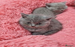 British Shorthair cats for sale: British shorthair kittens lilac/blue - Image 31