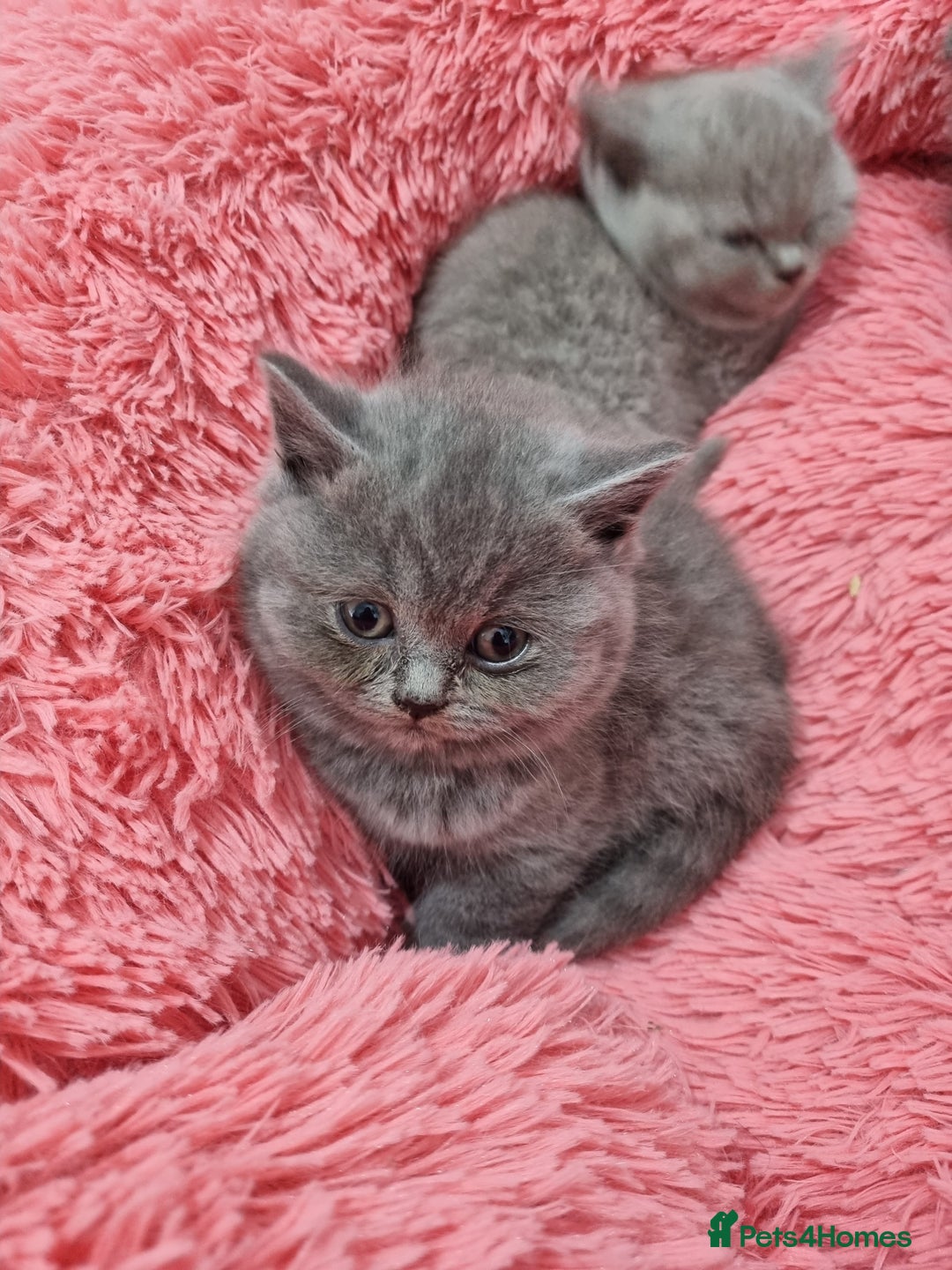 British Shorthair cats for sale: British shorthair kittens lilac/blue - Image 31