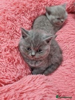 British Shorthair cats - Advert 4