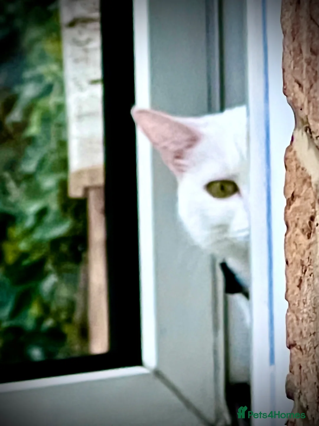 Turkish Angora cats for sale: JULIET is looking for REMEO. Not for Sale  - Advert 1