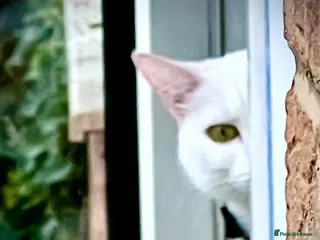 Turkish Angora cats JULIET is looking for REMEO. Not for Sale - Advert 1