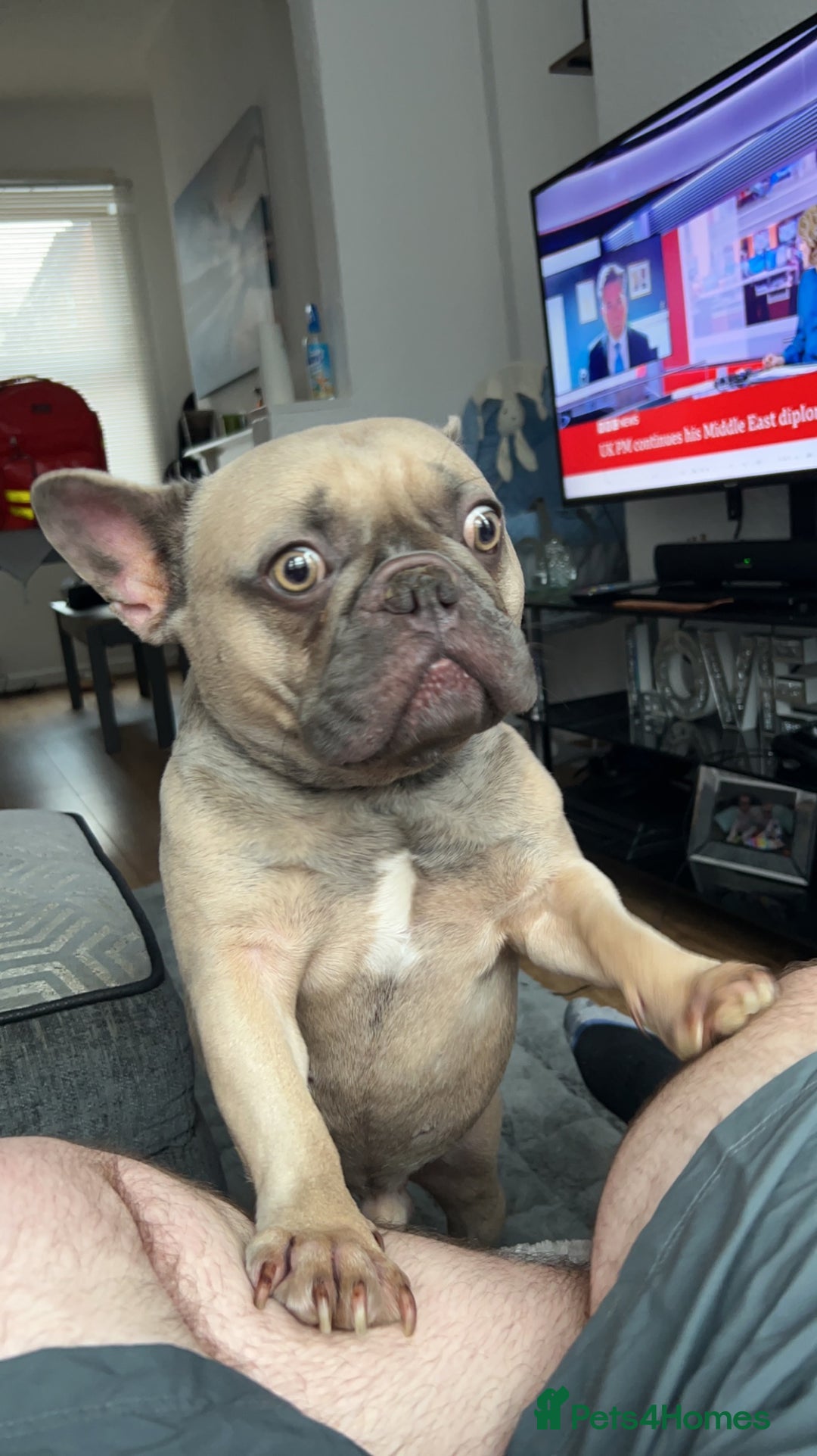 French Bulldog dogs for sale: French bull dog  - Advert 3