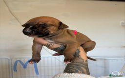 Mixed Breed dogs for sale: Deerhound greyhound lurcher pups  - Image 3