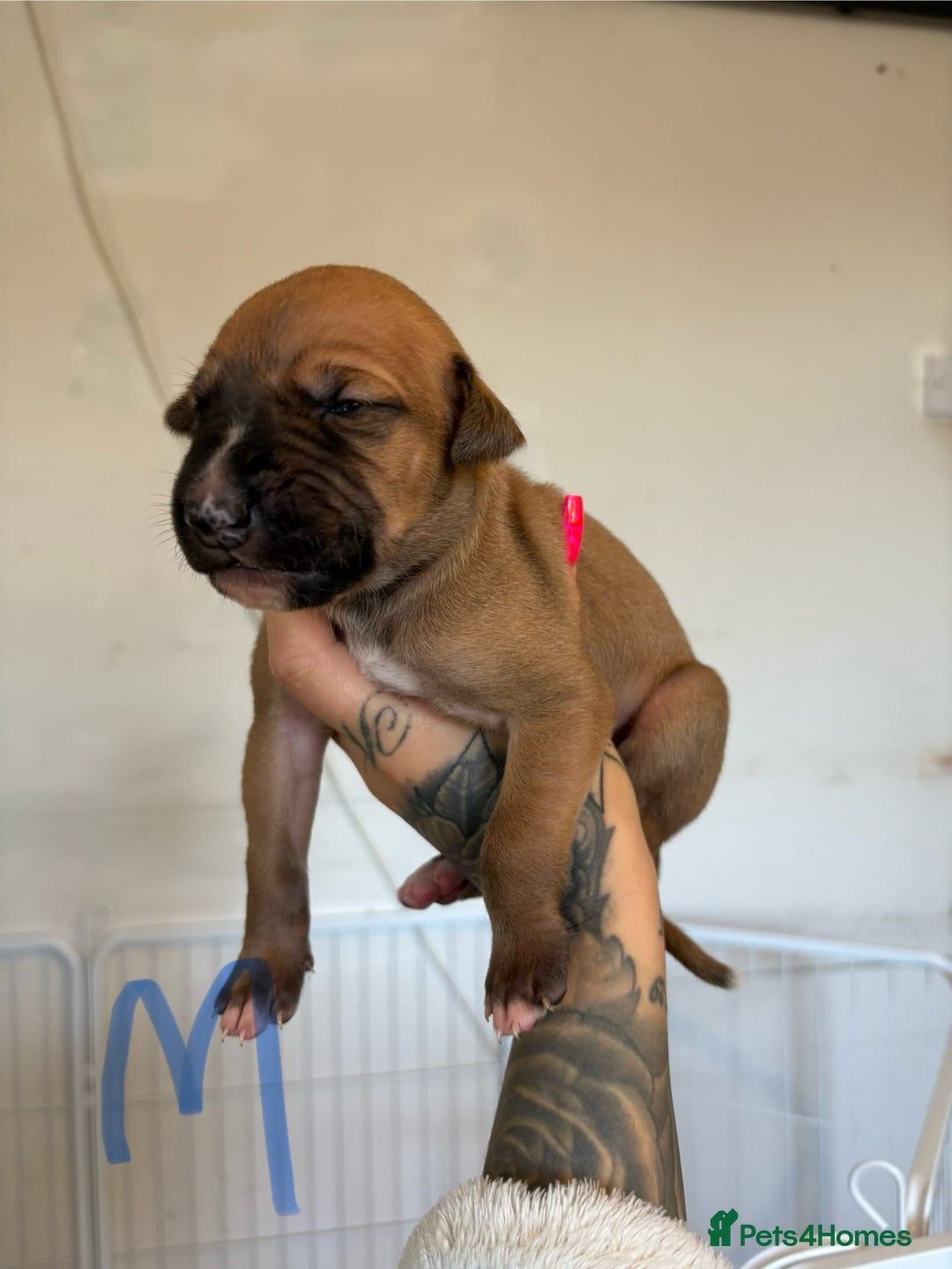 Mixed Breed dogs for sale: Deerhound greyhound lurcher pups  - Image 3