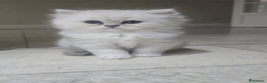Persian Kitten 1