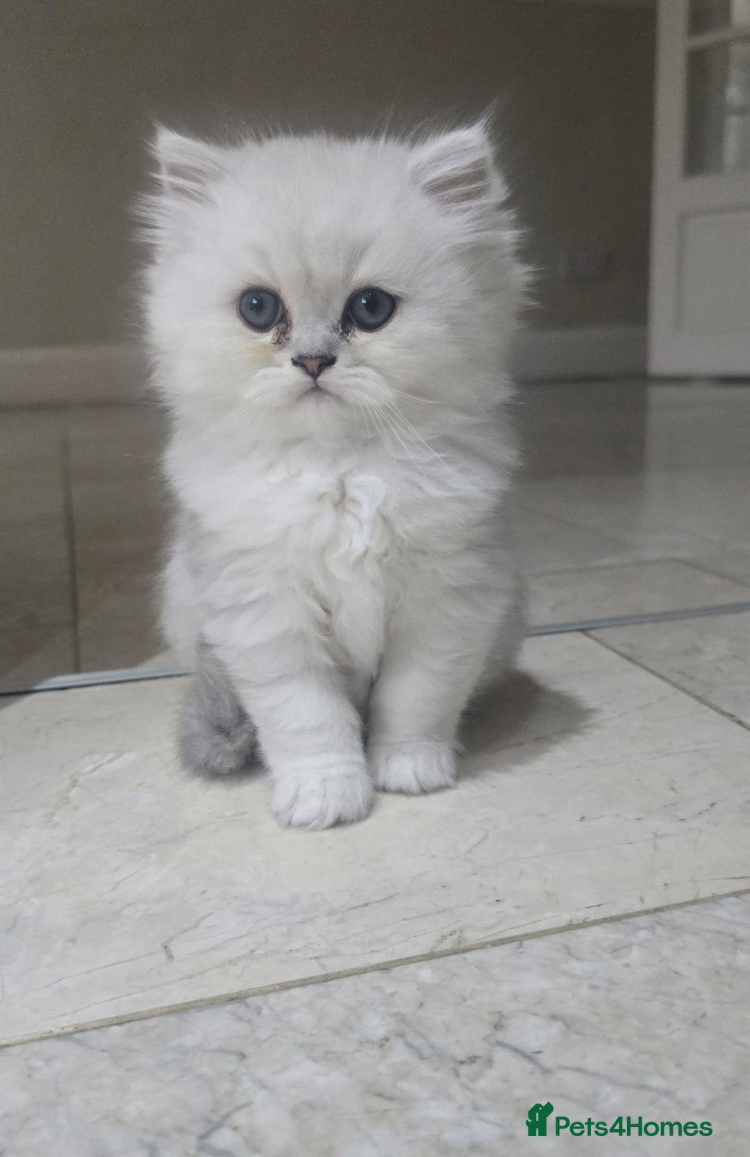 Persian cats for sale: Persiian chinchilla silver tip female - Advert 2