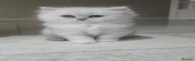Persian Kitten 1