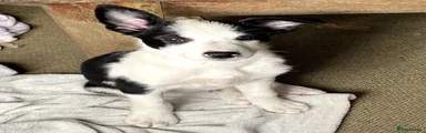 Border Collie 1