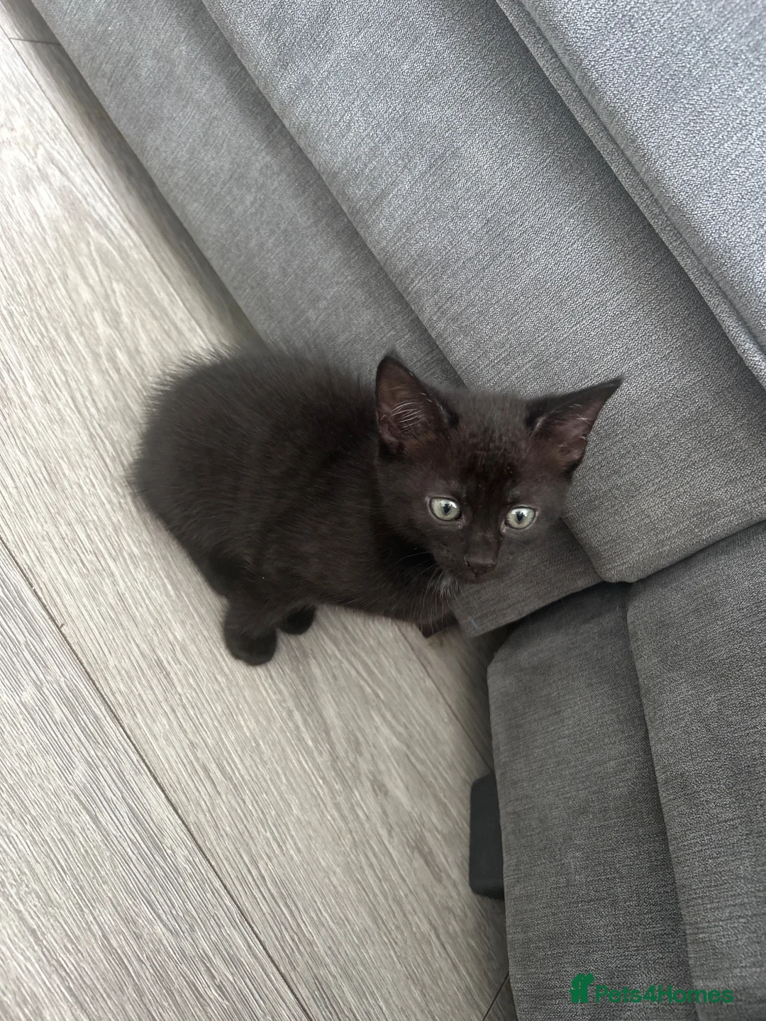Mixed Breed cats for sale: Kitten  - Advert 2