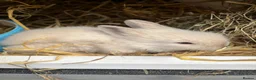 Lionhead rabbits for sale: Lionhead Bunnies  - Advert 4