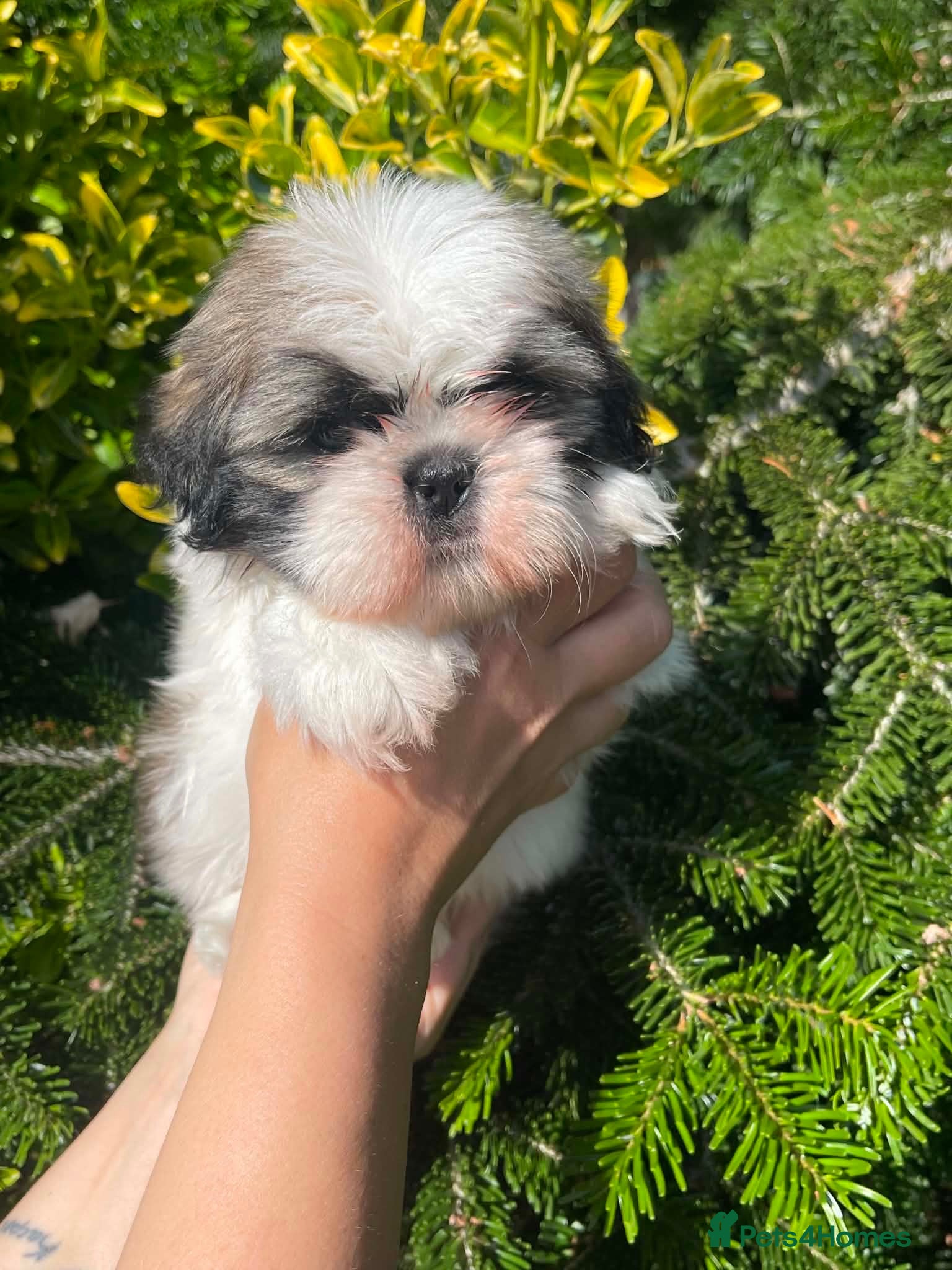 Shih Tzu dogs Shi Tzu. Lovley Boy - Advert 1