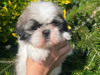 Shih Tzu dogs Shi Tzu. Lovley Boy - Advert 1