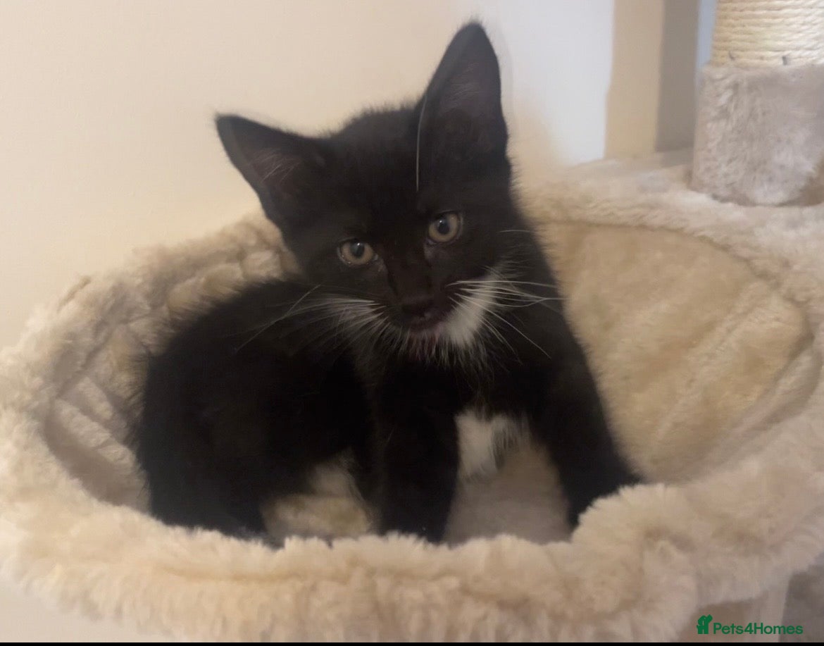 Mixed Breed cats Beautiful black&white tux tabby for sale ( male) - Advert 2