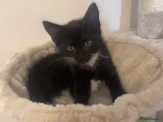 Mixed Breed cats Beautiful black&white tux tabby for sale ( male) - Advert 13