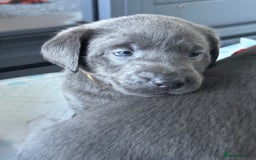 Labrador Retriever dogs for sale: Gorgeous KC Silver & Charcoal Labs - Image 25