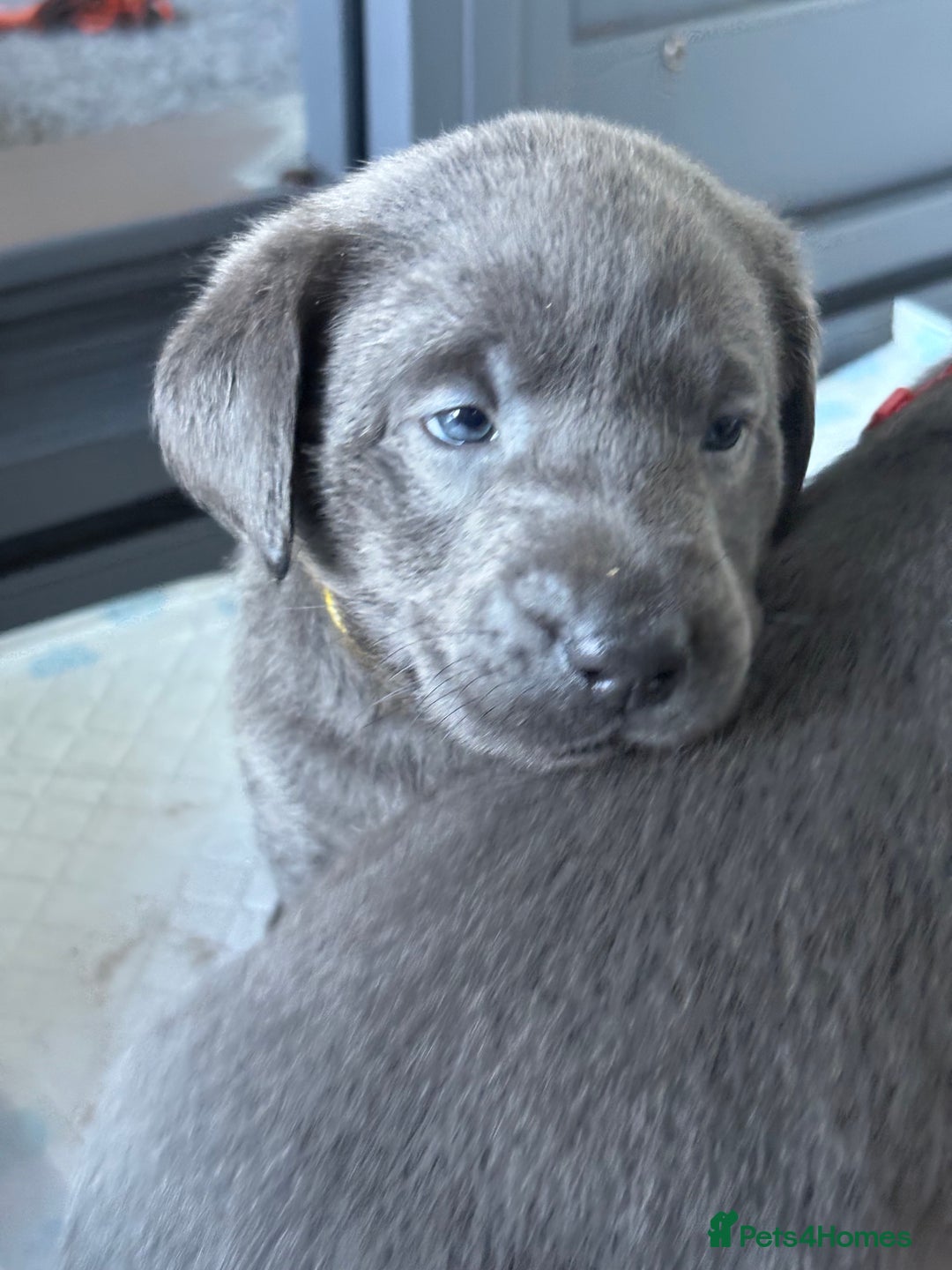 Labrador Retriever dogs for sale: Gorgeous KC Silver & Charcoal Labs - Image 25