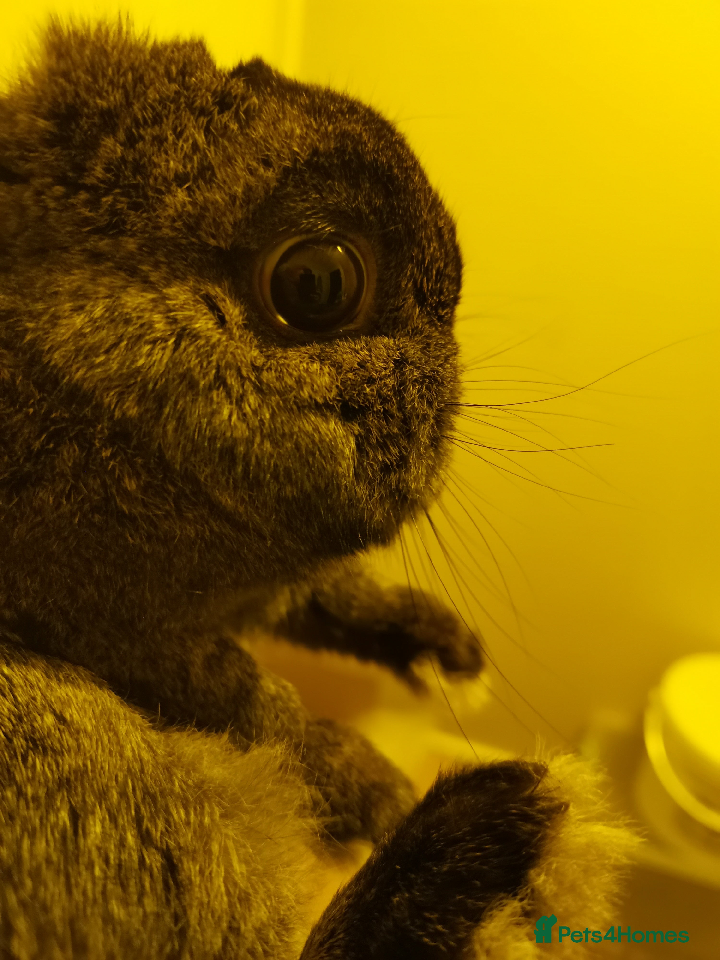 Netherland Dwarf rabbits Steel Netherland Dwarf Doe - Advert 5