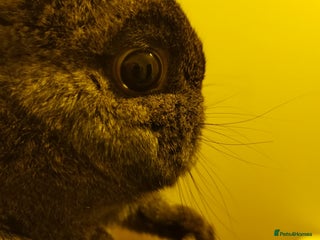 Netherland Dwarf rabbits Steel Netherland Dwarf Doe - Advert 5