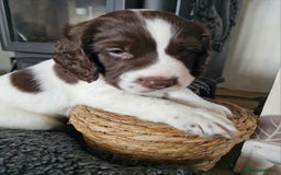 Springador dogs for sale: SPRINGADOR PUPPIES LOOKING FOR LOVING HOMES!  - Image 4