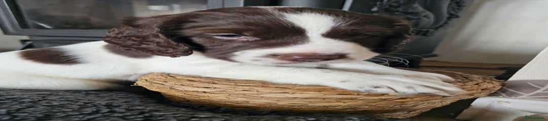 Springador Puppy 3
