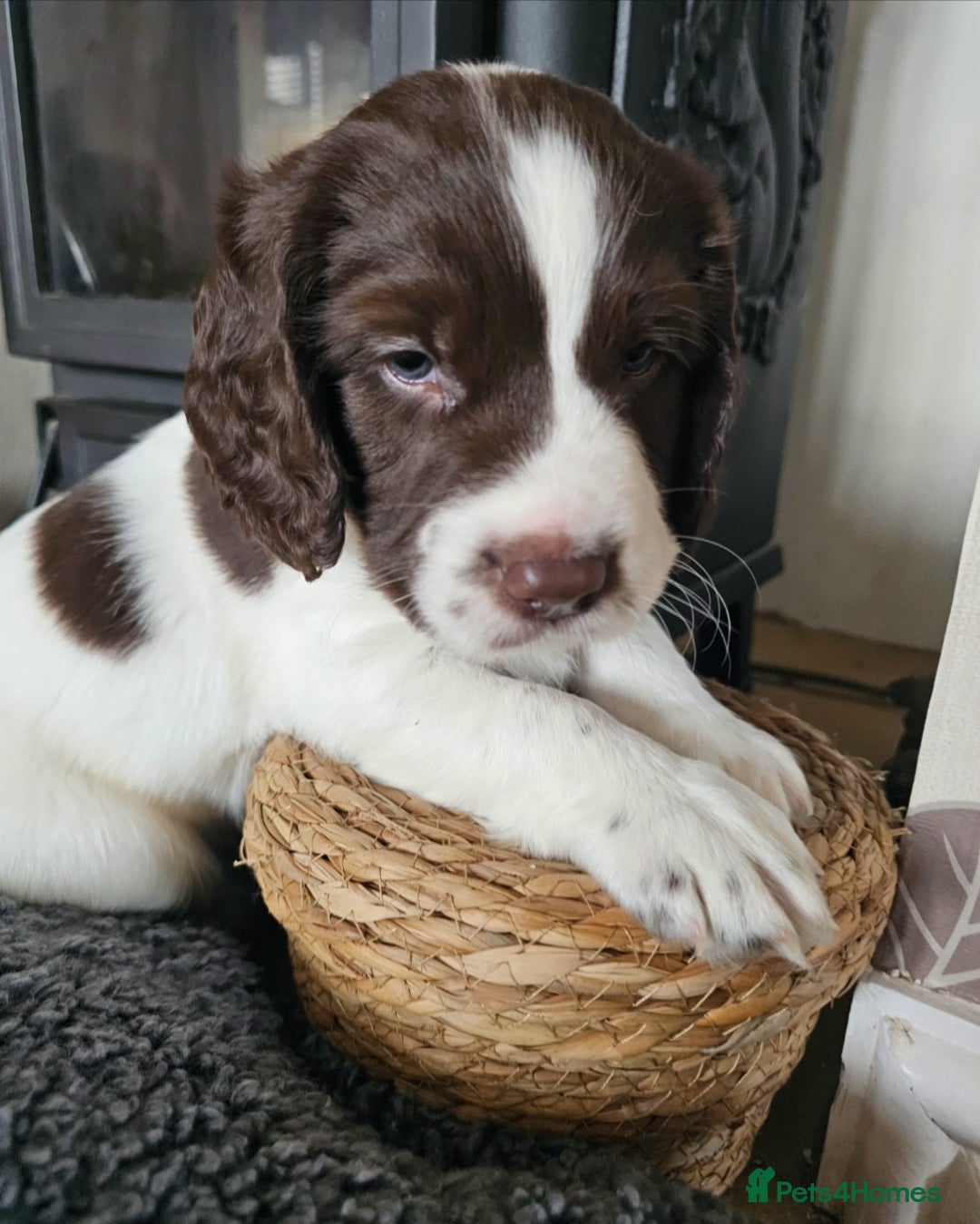 Springador dogs for sale: SPRINGADOR PUPPIES LOOKING FOR LOVING HOMES!  - Image 4