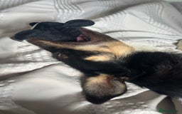 Border Collie dogs for sale: Reggie🩵 - Image 3