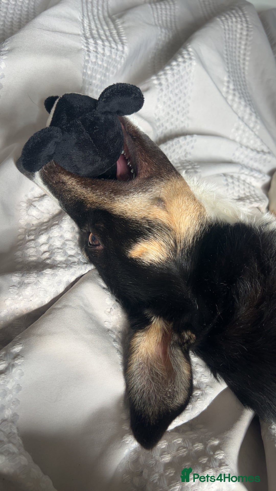 Border Collie dogs for sale: Reggie🩵 - Image 3