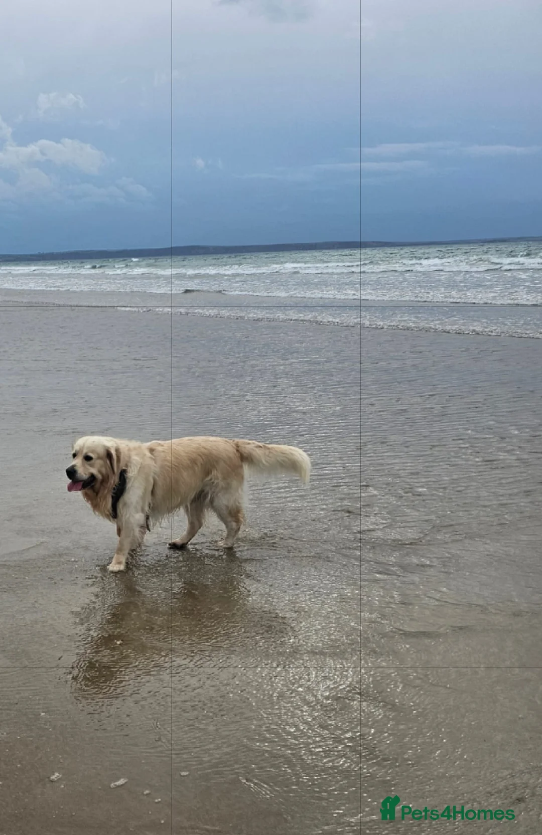 Golden Retriever dogs for sale: Lovely Golden retriever puppy ❤️ - Advert 6