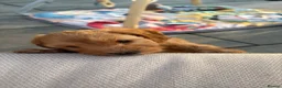 Cockapoo dogs for sale: 2 gorgeous girls - miniature cockapoos  - Advert 7