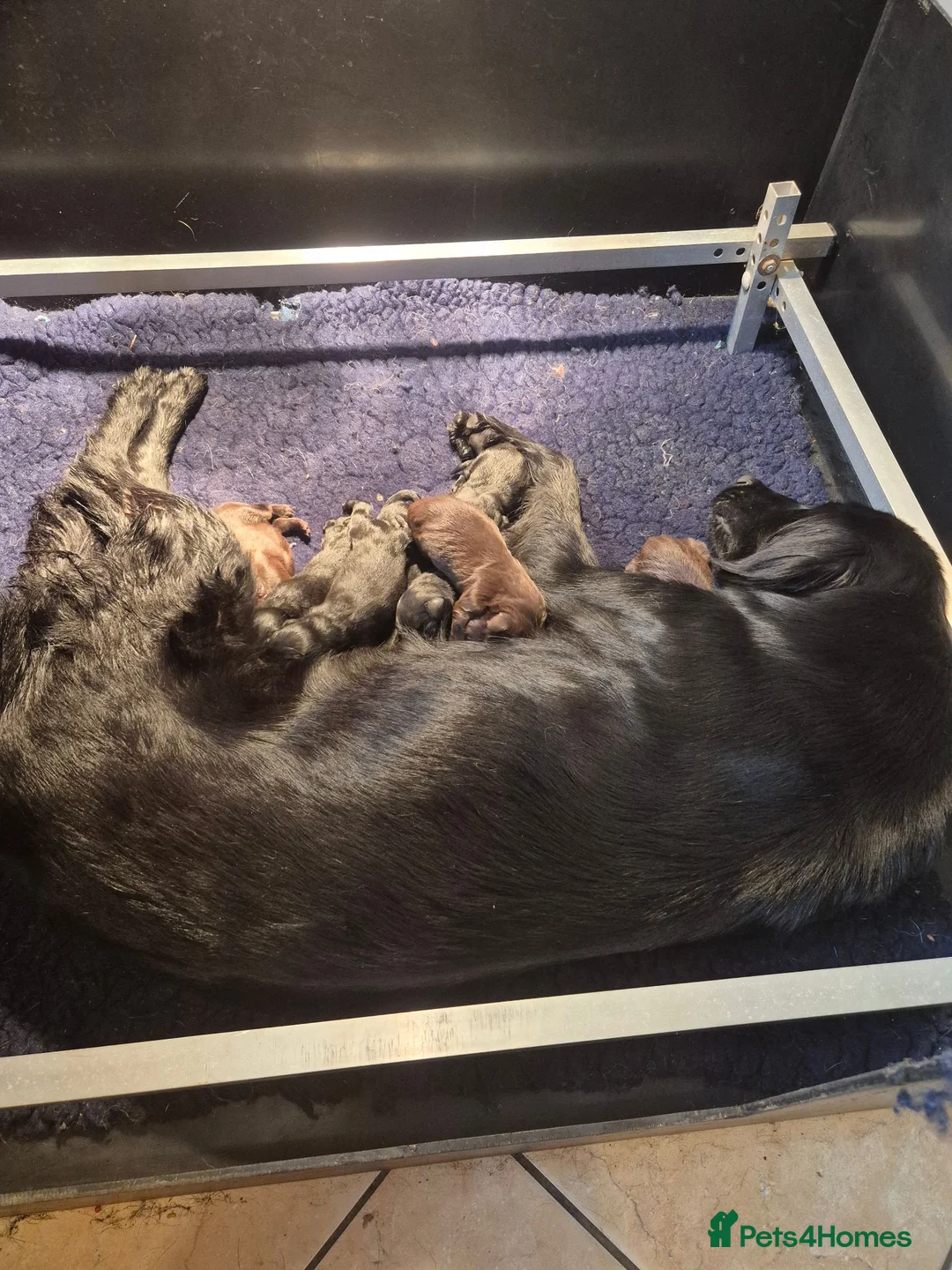 Flat coated Retriever dogs for sale: Wonderful litter - Advert 1