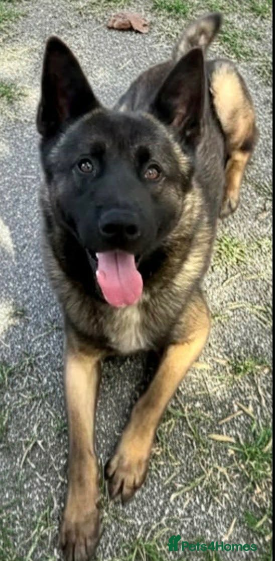 German Shepherd dogs Guizmo - Advert 3